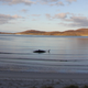 The dead whale on Scotland’s Isle of Harris.